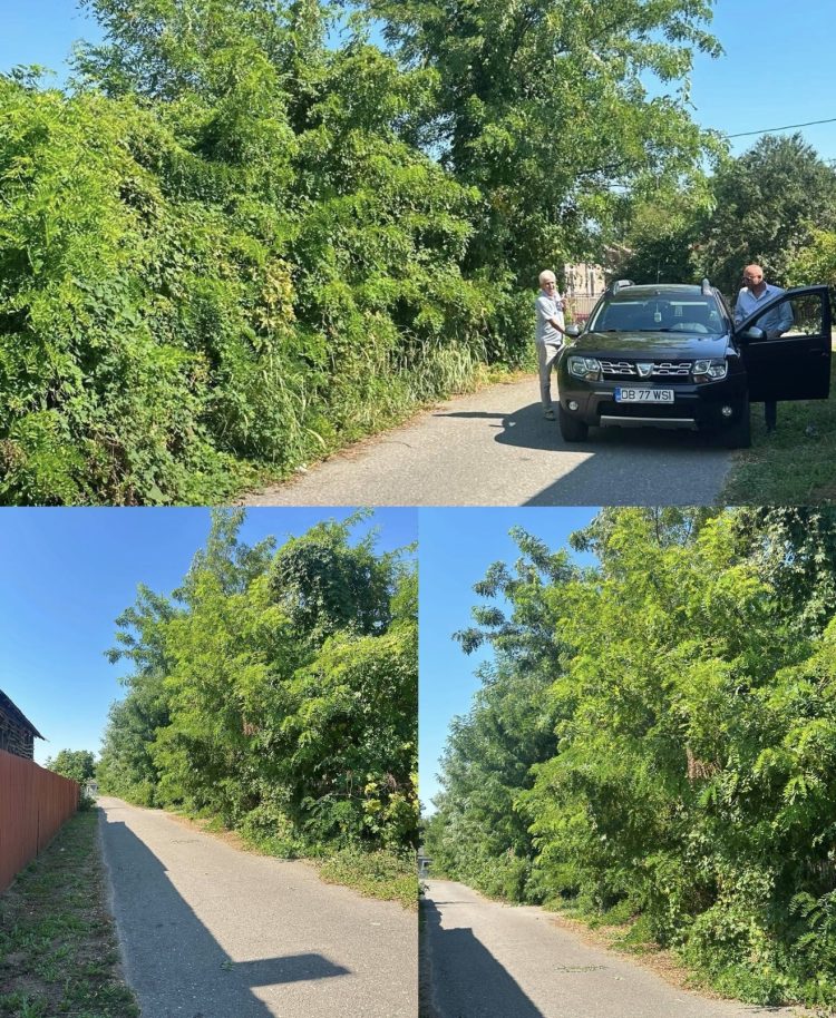 Comuna Crângurile, în acțiune pentru un mediu mai curat. Primarul Barbu Costin anunță intervenții în zonele afectate de vegetația neîntreținută
