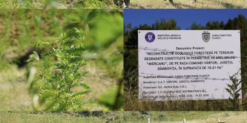Președintele CJ Dâmbovița, Corneliu Ștefan, implicat în proiectul de împădurire de la Vârfuri