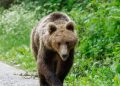 Urs semnalat în Vulcana-Pandele! Autoritățile au emis mesaj RO-ALERT