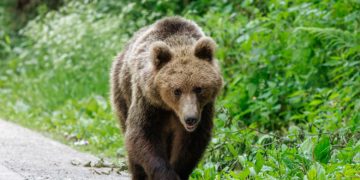 Urs semnalat în Vulcana-Pandele! Autoritățile au emis mesaj RO-ALERT