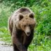 Urs semnalat în Vulcana-Pandele! Autoritățile au emis mesaj RO-ALERT
