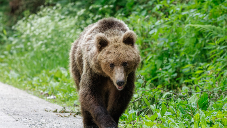 Urs semnalat în Vulcana-Pandele! Autoritățile au emis mesaj RO-ALERT