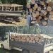 Avize fictive și lemn în plus față de documente: nereguli descoperite de jandarmii dâmbovițeni în SUMAL