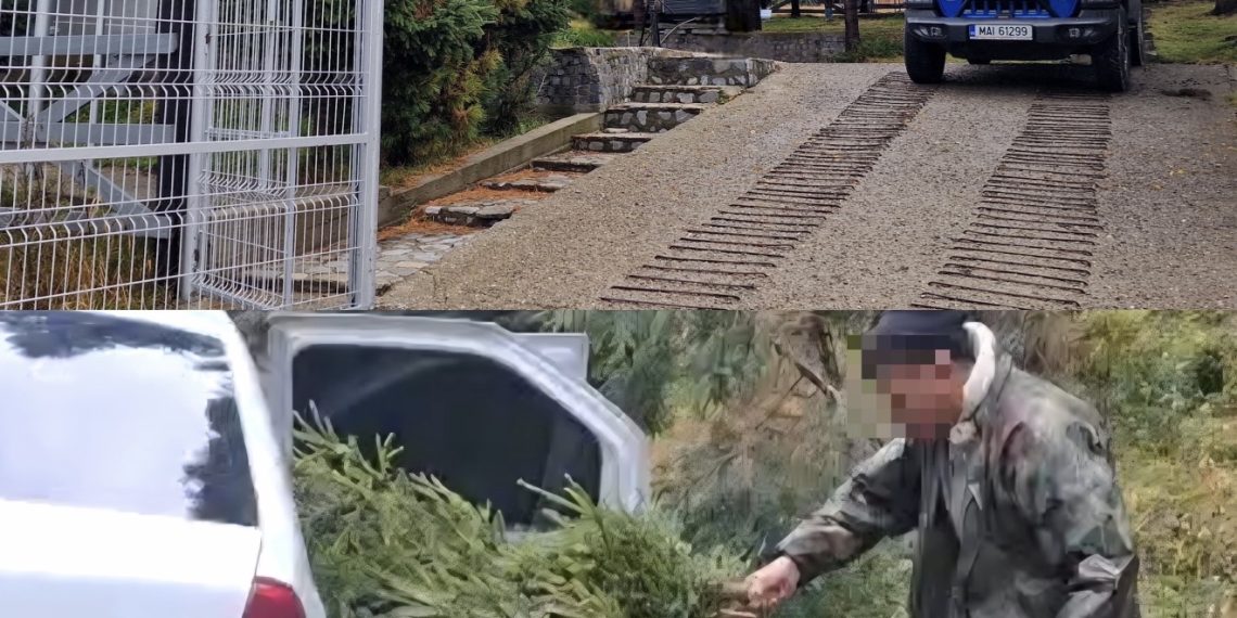 „Brazii de nuntă” le-au adus probleme cu legea! Doi bărbați, prinși de jandarmii montani după ce au tăiat ilegal 20 de molizi din Parcul Natural Bucegi
