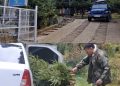 „Brazii de nuntă” le-au adus probleme cu legea! Doi bărbați, prinși de jandarmii montani după ce au tăiat ilegal 20 de molizi din Parcul Natural Bucegi