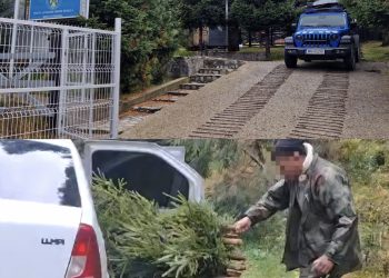 „Brazii de nuntă” le-au adus probleme cu legea! Doi bărbați, prinși de jandarmii montani după ce au tăiat ilegal 20 de molizi din Parcul Natural Bucegi