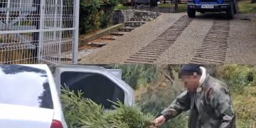 „Brazii de nuntă” le-au adus probleme cu legea! Doi bărbați, prinși de jandarmii montani după ce au tăiat ilegal 20 de molizi din Parcul Natural Bucegi