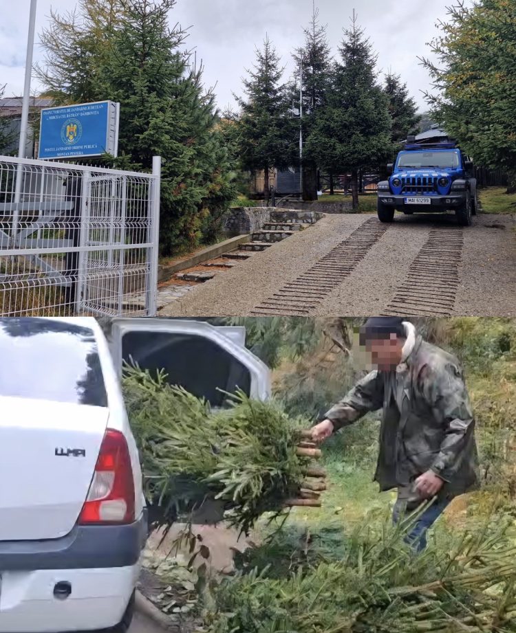 „Brazii de nuntă” le-au adus probleme cu legea! Doi bărbați, prinși de jandarmii montani după ce au tăiat ilegal 20 de molizi din Parcul Natural Bucegi