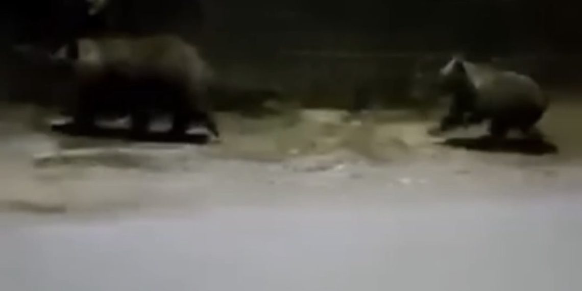 Ursoaică cu pui, surprinsă în filmări aseară, în centrul comunei Moroeni
