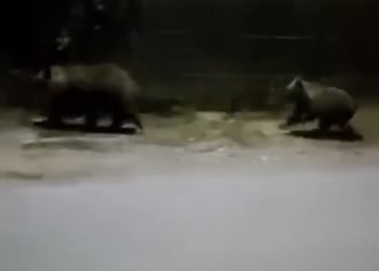 Ursoaică cu pui, surprinsă în filmări aseară, în centrul comunei Moroeni